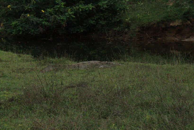 Kumana National Park : Morning or Afternoon Safari Tour - Should You Book This Kumana Safari with Tiger Safaris?