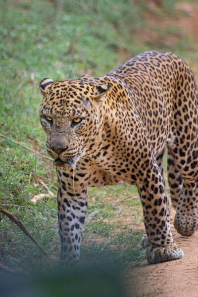 Kumana National Park : Morning or Afternoon Safari Tour - Pickup, Comfort, and the 6-Hour Rhythm
