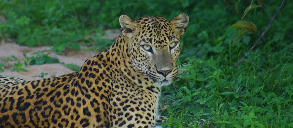 Kumana National Park : Morning or Afternoon Safari Tour - What You’re Actually Looking For: Birds, Leopards, Elephants, Crocodiles