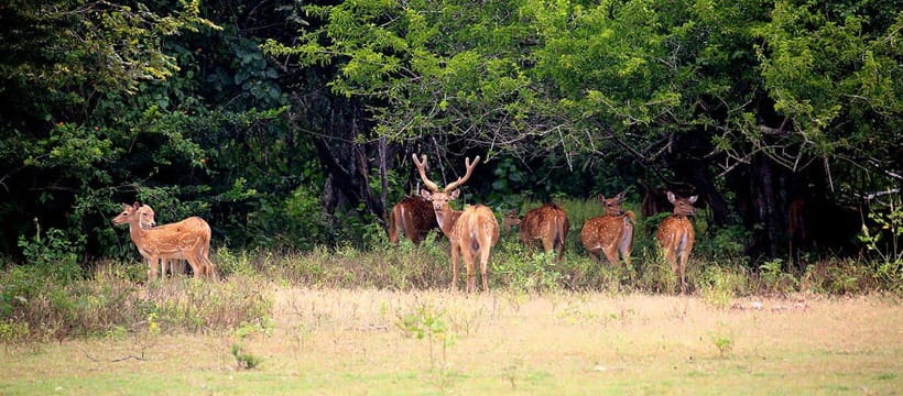 Kumana National Park : Morning or Afternoon Safari Tour - Guide and Language: English Live + English Audio