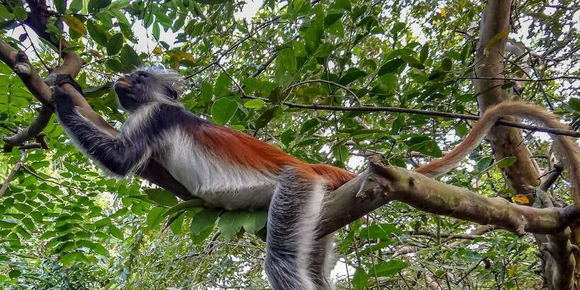 Lagoon Tour to Monkey Island in Negombo - Key Things to Know Before You Go