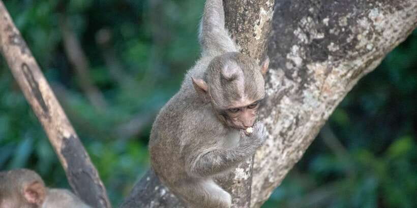 Lagoon Tour to Monkey Island in Negombo - Negombo to Monkey Island: Why This Area Works So Well