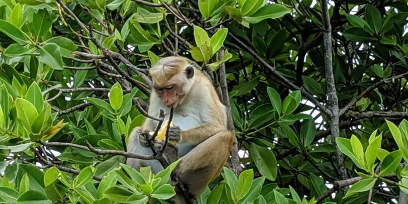 Lagoon Tour to Monkey Island in Negombo - Monkey Island Encounters: What You’ll Actually Notice