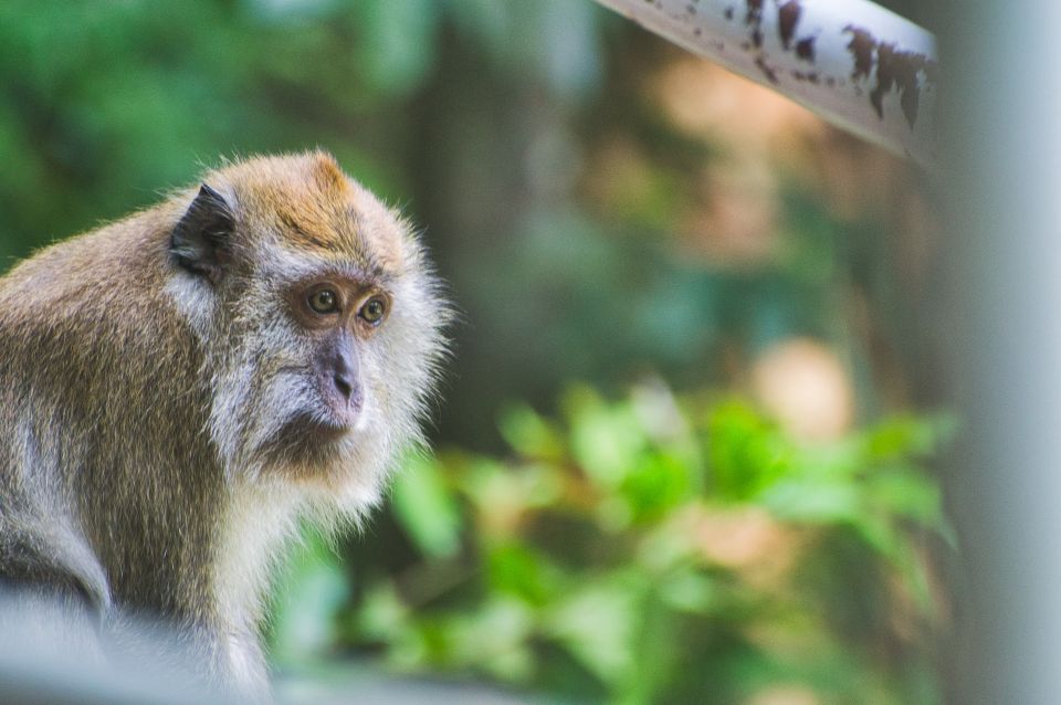 Lagoon Tour to Monkey Island in Negombo - Who This Tour Suits Best (and Who Should Rethink It)