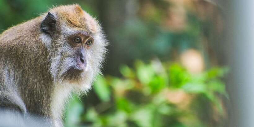 Lagoon Tour to Monkey Island in Negombo - The 2-Hour Plan: Boat Ride, Monkey Island Time, and a Coconut Stop