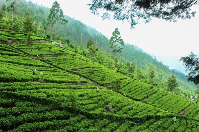 Lipton's Seat and Tea Factory,Trail Amidst Tea Plantation Day Tour - Tea Country Value: What Makes This Tour Work