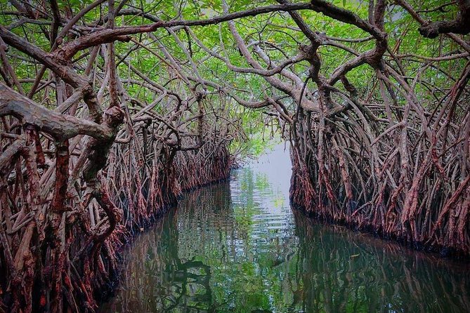 Madu River Boat Safari Balapitiya - Cinnamon Island: A Small Culture Lesson You’ll Remember