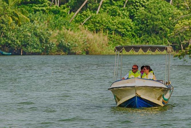 Madu River Safari at Balapitiya - Wildlife spotting: crocodiles, snakes, birds, and the surprises you’ll remember