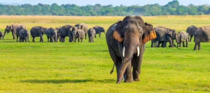 Minneriya Elephant Safari – Half-Day with Expert Tracker - Key Points to Know Before You Go