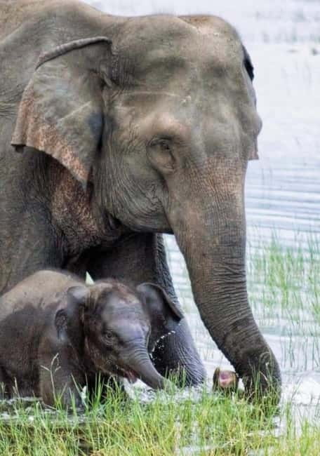 Minneriya Elephant Safari – Half-Day with Expert Tracker - Private 4x4 Jeep Safari Inside the Park