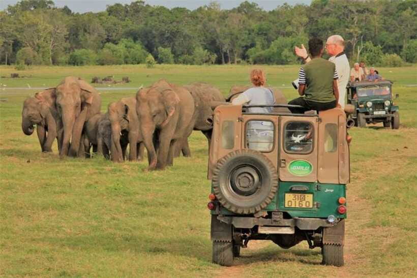 Minneriya Elephant Safari – Half-Day with Expert Tracker - Should You Book This Half-Day Minneriya Safari?