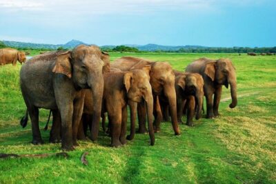 Minneriya Elephant Safari wth Sigiriya Lion Rock from Colombo - Minneriya National Park 4x4 safari: elephants are the main event