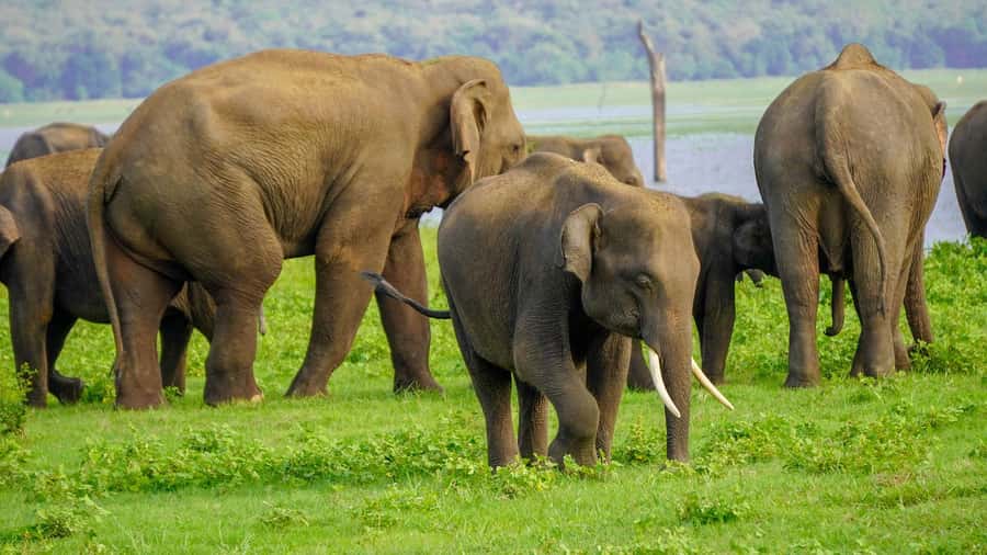 Minneriya: Minneriya National Park Private Evening Safari - Minneriya National Park: the elephant meeting point you actually want