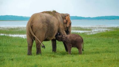 Minneriya: Minneriya National Park Private Evening Safari - Why the afternoon/evening window matters for elephant sightings