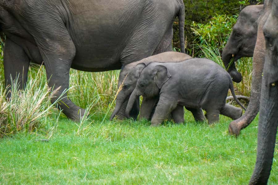 Minneriya: Minneriya National Park Private Evening Safari - What you’re likely to see: elephants first, then the supporting cast