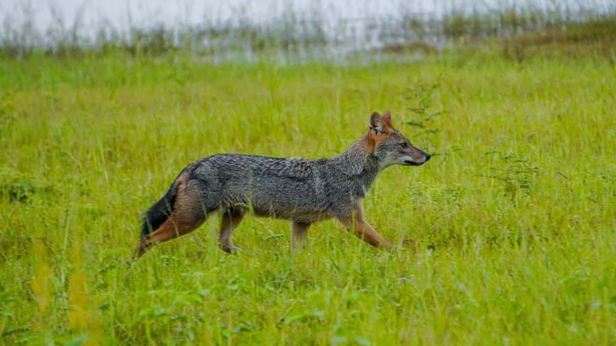 Minneriya: Minneriya National Park Private Evening Safari - Price and logistics: how the $41 turns into a real total