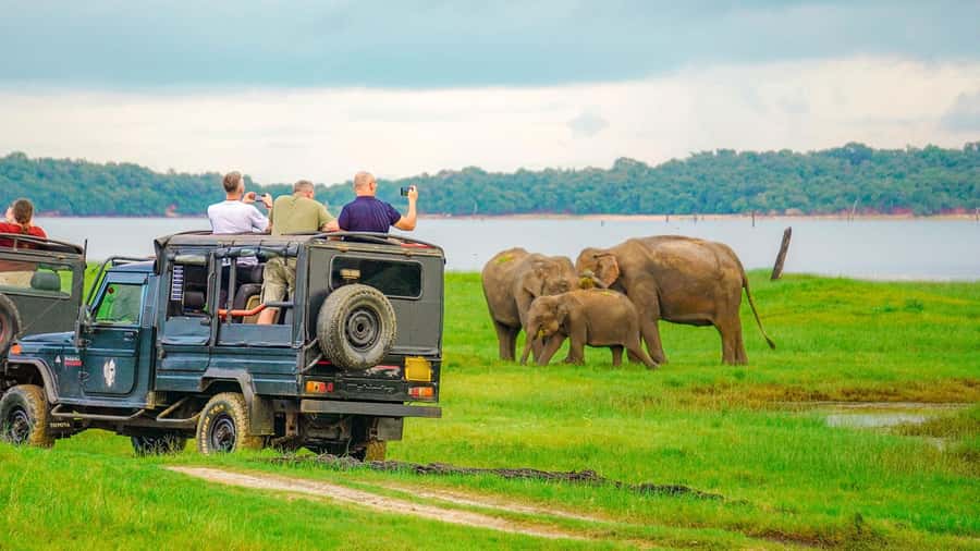 Minneriya: Minneriya National Park Private Evening Safari - Rules that keep the safari respectful (and safer)