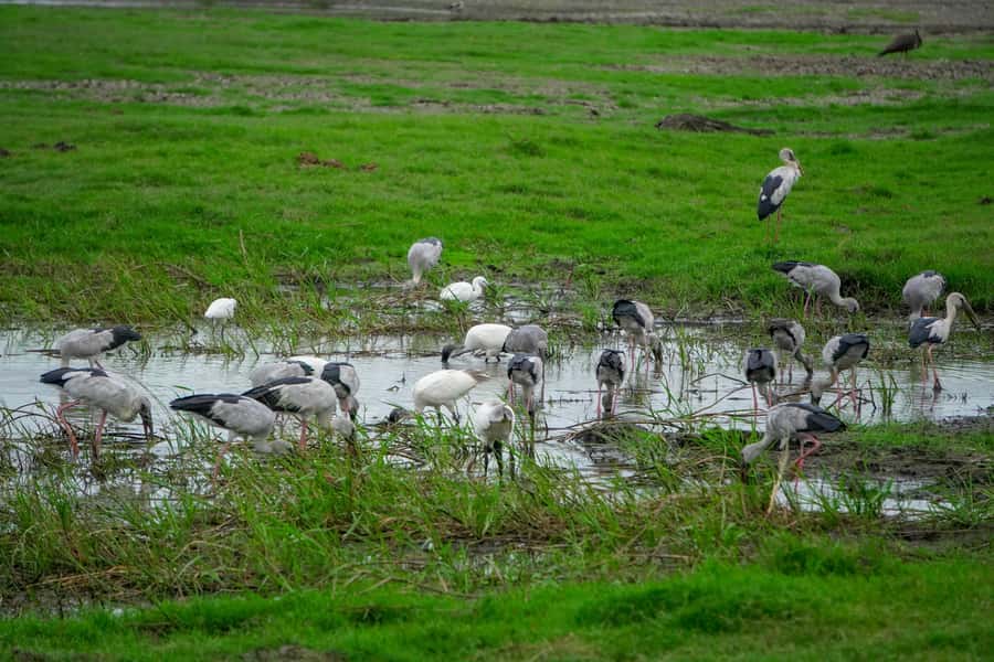 Minneriya: Minneriya National Park Private Evening Safari - Who should book this private evening safari—and who should think twice