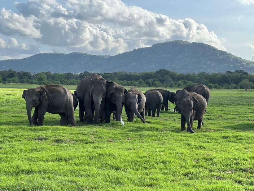 Minneriya: Minneriya National Park Private Jeep Safari - Key highlights to know