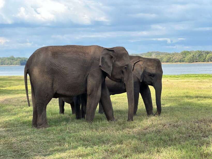 Minneriya: Minneriya National Park Private Jeep Safari - Minneriya by private jeep: comfort over crowds