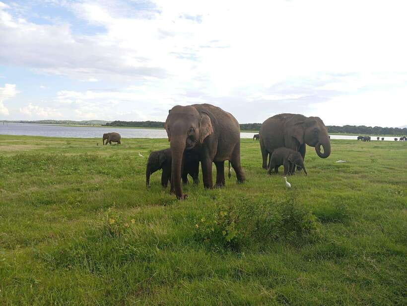 Minneriya: Minneriya National Park Private Jeep Safari - Wildlife viewing that’s actually useful: elephants, buffalo, peacocks, birds