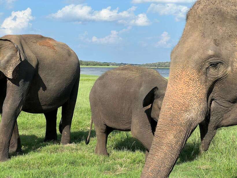 Minneriya: Minneriya National Park Private Jeep Safari - A guide that works the jeep: what I’d look for in your driver