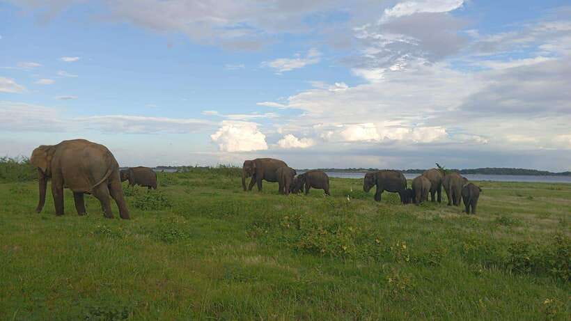 Minneriya: Minneriya National Park Private Jeep Safari - Price and value: is $35 per person a good deal?