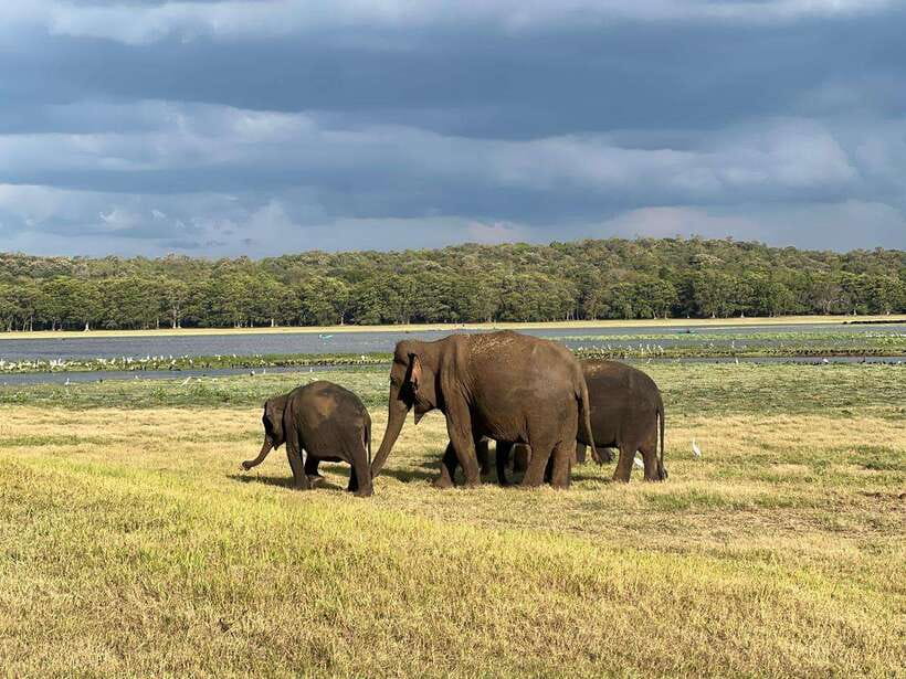 Minneriya: Minneriya National Park Private Jeep Safari - Before you book: confirm the exact Minneriya plan