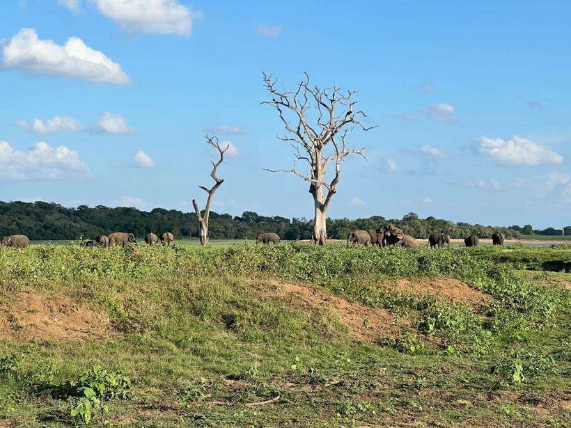 Minneriya: Minneriya National Park Private Jeep Safari - Should you book this private Minneriya jeep safari?