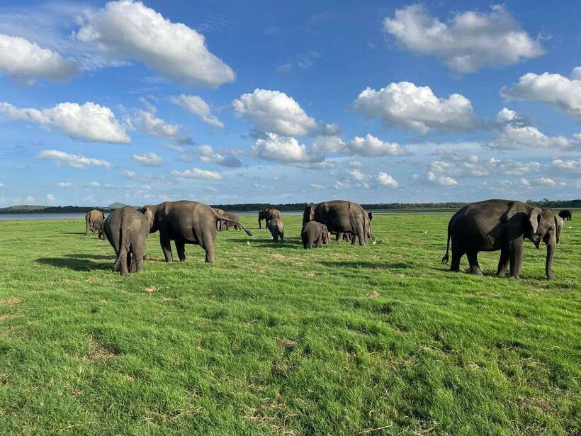 Minneriya: Minneriya National Park Private Jeep Safari - Morning vs evening safari: choosing your elephant light