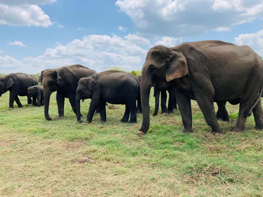 Minneriya National Park 4x4 jeep Safari Include Entrance Fee - Key Highlights at a Glance