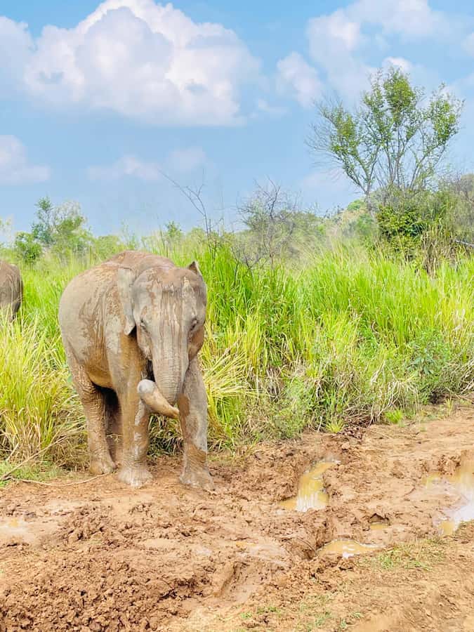 Minneriya National Park 4x4 jeep Safari Include Entrance Fee - What’s Included, What’s Not, and Your Packing List