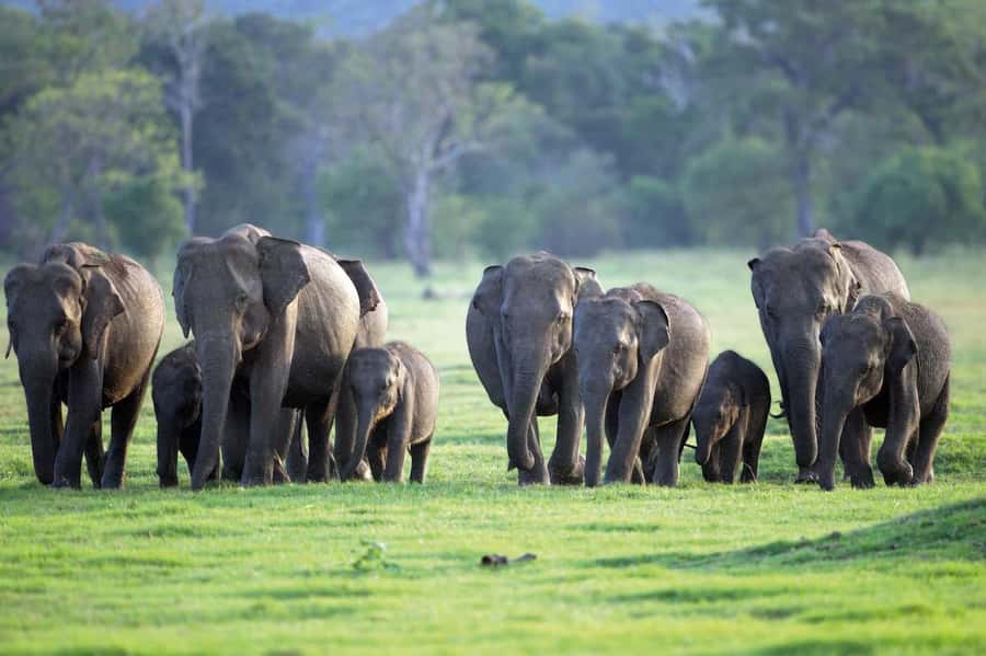 Minneriya National Park 4x4 jeep Safari Include Entrance Fee - The Private Open-Top 4x4 Safari: 3 to 3.5 Hours That Go Fast