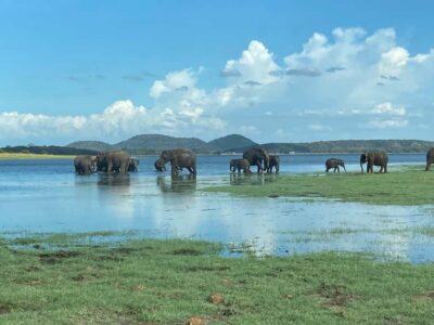 Minneriya National Park 4x4 jeep Safari Include Entrance Fee - From Habarana/Sigiriya Pickup to Minneriya Park Check-In