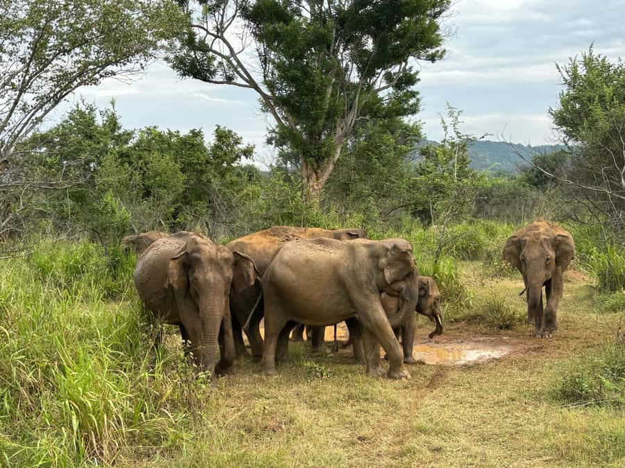 Minneriya National Park 4x4 jeep Safari Include Entrance Fee - Elephant Gathering: How the Main Moment Usually Plays Out