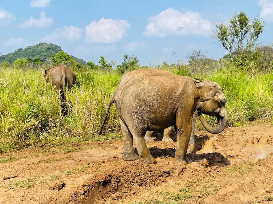 Minneriya National Park 4x4 jeep Safari Include Entrance Fee - Wildlife Beyond Elephants: Deer, Monkeys, Crocodiles, and Birds