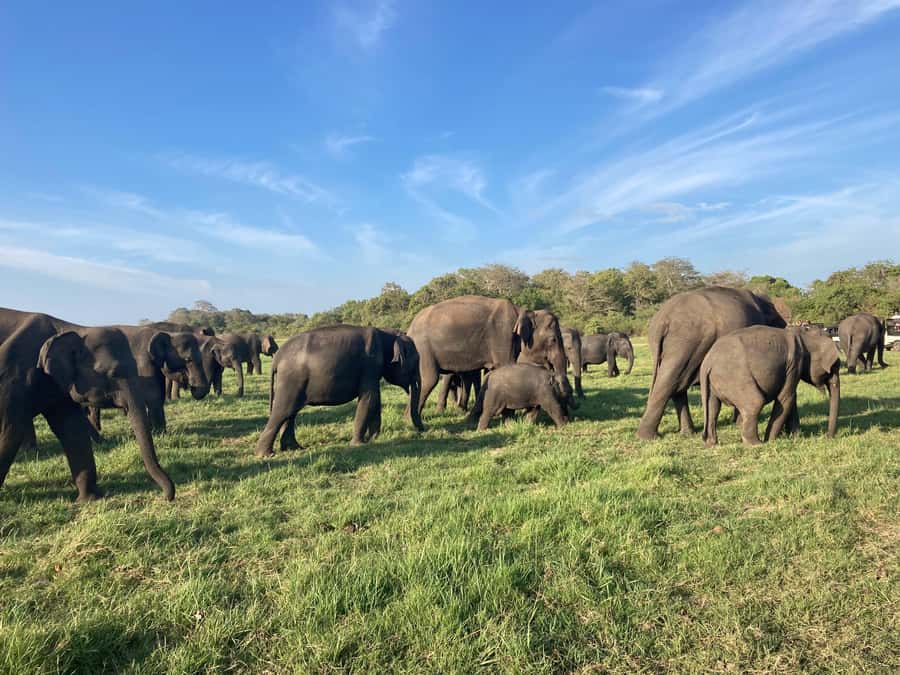 Minneriya National Park 4x4 jeep Safari Include Entrance Fee - Photography and Observation Stops Without Losing the Moment