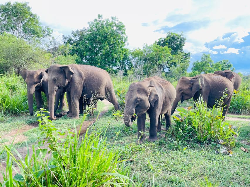 Minneriya National Park 4x4 jeep Safari Include Entrance Fee - The Game Driver Guide: Why Their Job Is More Than Driving