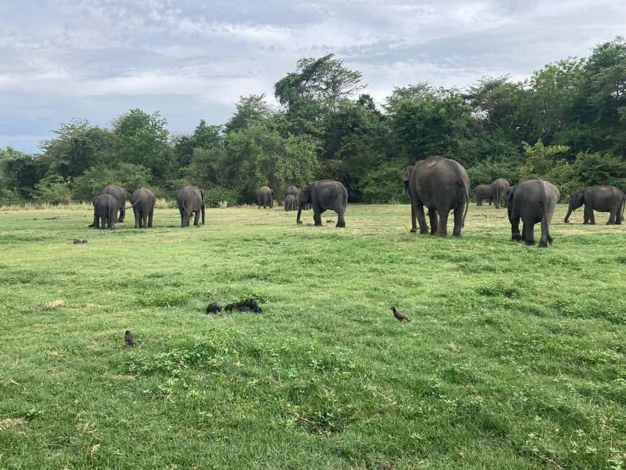 Minneriya National Park 4x4 jeep Safari Include Entrance Fee - Safety and Comfort: Pace, Open-Top Riding, and What to Watch