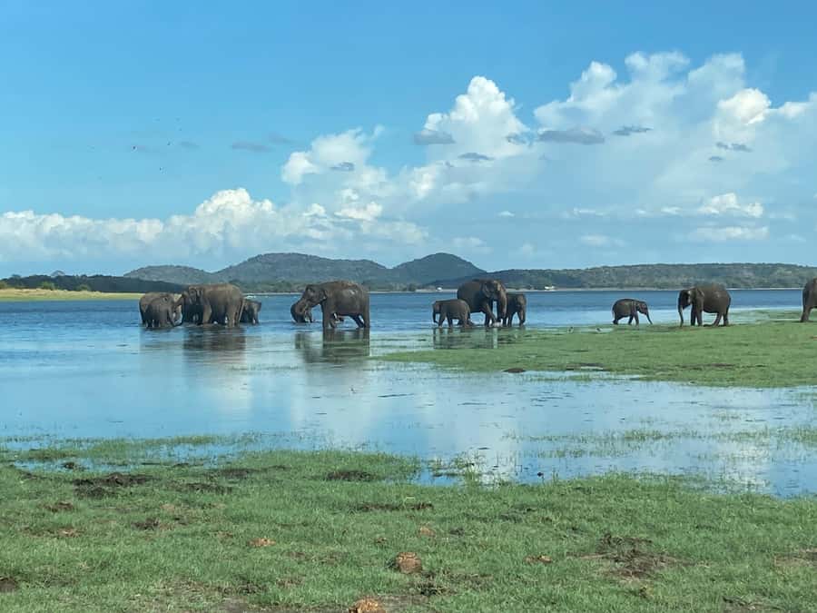 Minneriya National Park 4x4 jeep Safari Include Entrance Fee - From Habarana/Sigiriya Pickup to Minneriya Park Check-In