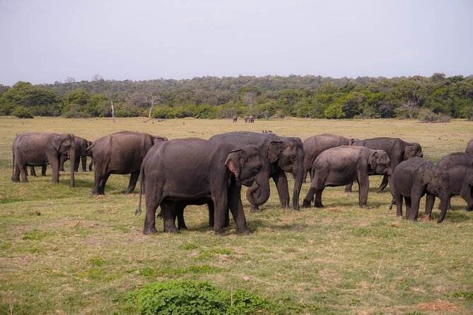 Minneriya National Park Half Day Elephant Safari - The Safari Setup: Private Transport and a Guide in the Park