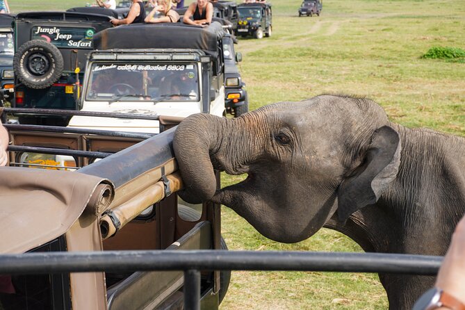 Minneriya National Park Half Day Elephant Safari - Wildlife Beyond Elephants: Deer, Buffalo, Birds, and Reptiles