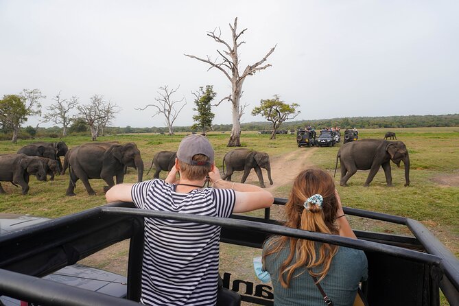 Minneriya National Park Half Day Elephant Safari - Included Drinks: The Fresh Coconut Detail That Actually Helps
