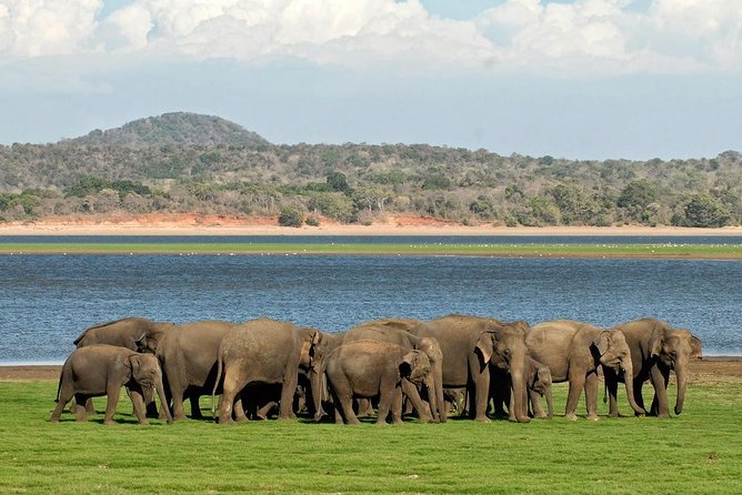 Minneriya National Park : Private Safari - Minneriya Tank at Dusk: Why This Safari Works