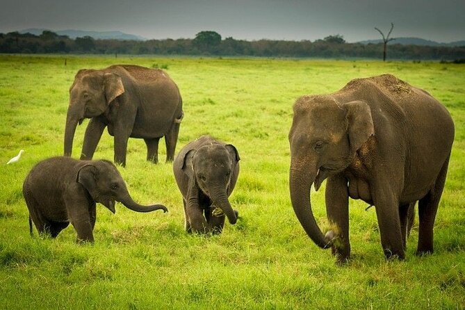 Minneriya National Park : Private Safari - What You’ll See Besides Elephants: Birds, Crocodiles, and That Rare Loris