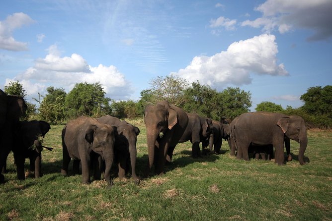 Minneriya National Park : Private Safari - Elephant Gathering Season: Aug, Sept, and Oct Odds