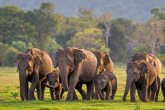 Minneriya National Park : Private Safari - Price and Logistics: Is $22 Good Value?