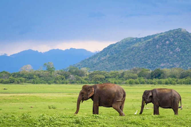 Minneriya National Park : Private Safari - The Driver Factor: How to Get Better Elephant Angles