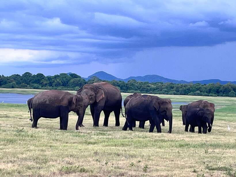 Minneriya National Park : Private Safari - Who This Safari Fits (and Who Might Skip It)