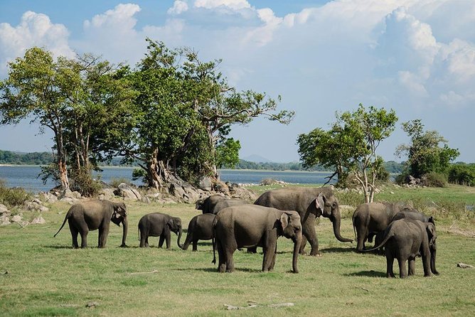 Minneriya National Park : Private Safari - Your 3-Hour Private Jeep Plan (2:30–5:30 pm)